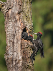 The Black Woodpecker, Dryocopus martius feeding its chicks before they will have the first flight out. Nesting cavity is in old dry tree, green background, pretty morning and soft golden light..