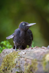 The Black Woodpecker, Dryocopus martius is climbs after the trunk of the old tree, face to face..