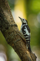 The Middle Spotted Woodpecker,  Dendrocoptes medius is sitting on the branch of tree, somewhere in the forest, colorful background and nice soft light