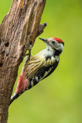 The Middle Spotted Woodpecker,  Dendrocoptes medius is sitting on the branch of tree, somewhere in the forest, colorful background and nice soft light