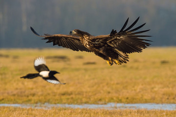 The White-tailed eagle is flying over the late autumn land