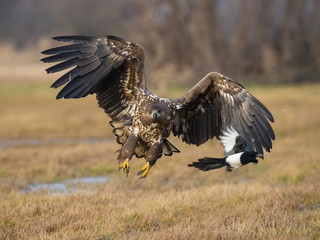 The White-tailed eagle is flying over the late autumn land