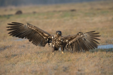 The White-tailed eagle is flying over the late autumn land