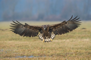 The White-tailed eagle is flying over the late autumn land