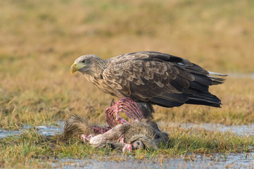 The White-tailed eagle eating the dead wild boar