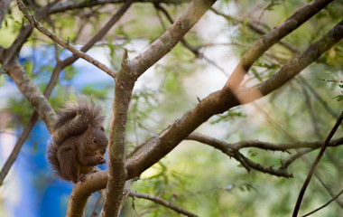 Eating my nut