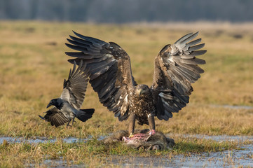 The White-tailed eagle eating the dead wild boar