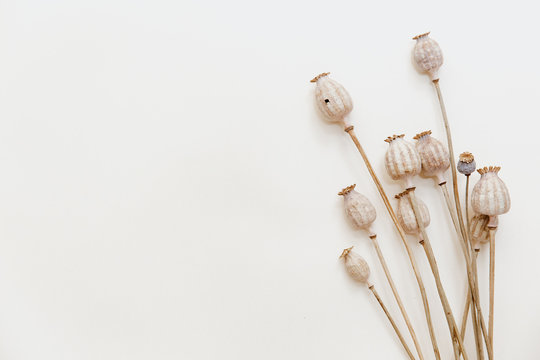 dried poppy heads isolated on white background - poppy stems