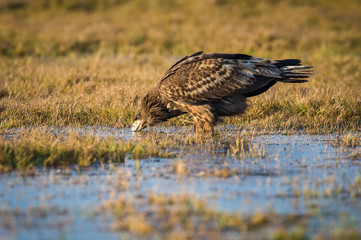 The White-tailed Eagle, Haliaeetus albicilla is sitting in autumn color environment of wildlife. Also known as the Ern, Erne, Gray Eagle, Eurasian Sea Eagle. In the foreground is a grass...