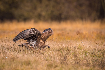 The White-tailed Eagle, Haliaeetus albicilla is sitting in autumn color environment of wildlife. Also known as the Ern, Erne, Gray Eagle, Eurasian Sea Eagle. In the foreground is a grass...