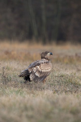 The White-tailed Eagle, Haliaeetus albicilla is sitting in autumn color environment of wildlife. Also known as the Ern, Erne, Gray Eagle, Eurasian Sea Eagle. In the foreground is a grass...
