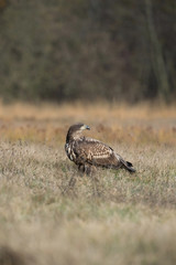 The White-tailed Eagle, Haliaeetus albicilla is sitting in autumn color environment of wildlife. Also known as the Ern, Erne, Gray Eagle, Eurasian Sea Eagle. In the foreground is a grass...