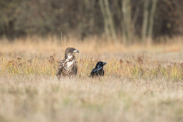 The White-tailed Eagle, Haliaeetus albicilla is sitting in autumn color environment of wildlife. Also known as the Ern, Erne, Gray Eagle, Eurasian Sea Eagle. In the foreground is a grass...