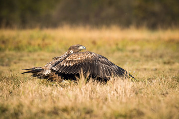 Fototapeta premium The White-tailed Eagle, Haliaeetus albicilla is sitting in autumn color environment of wildlife. Also known as the Ern, Erne, Gray Eagle, Eurasian Sea Eagle. In the foreground is a grass...