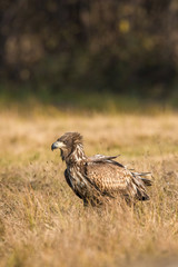 The White-tailed Eagle, Haliaeetus albicilla is sitting in autumn color environment of wildlife. Also known as the Ern, Erne, Gray Eagle, Eurasian Sea Eagle. In the foreground is a grass...