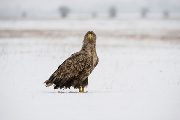 The White-tailed Eagle, Haliaeetus albicilla is sitting in winter environment of wildlife. Also known as the Ern, Erne, Gray Eagle, Eurasian Sea Eagle. Snowy picture...
