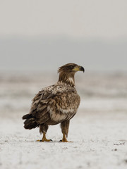The White-tailed Eagle, Haliaeetus albicilla is sitting in winter environment of wildlife. Also known as the Ern, Erne, Gray Eagle, Eurasian Sea Eagle. Snowy picture...