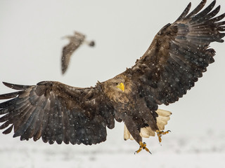 The White-tailed Eagle, Haliaeetus albicilla is sitting in winter environment of wildlife. Also known as the Ern, Erne, Gray Eagle, Eurasian Sea Eagle. Snowy picture...