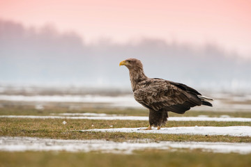 The White-tailed Eagle, Haliaeetus albicilla is sitting in winter environment of wildlife. Also known as the Ern, Erne, Gray Eagle, Eurasian Sea Eagle. Snowy picture...