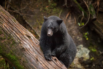 Fototapeta na wymiar Bear Climbing Over A Log