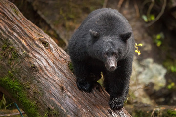 Bear Climbing Over A Log