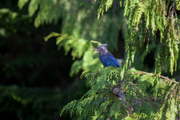 Steller's Jay