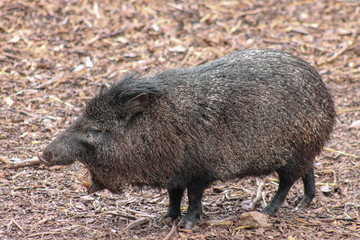 Pig with its mouth open
