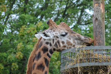 Giraffe eating 