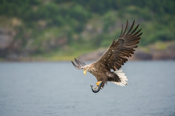 The White-tailed Eagle, Haliaeetus albicilla just has caught a fish from water, colorful environment of wildness. Also known as the Ern, Erne, Gray Eagle. Norway. Nice summer background...