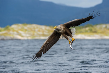 The White-tailed Eagle, Haliaeetus albicilla just has caught a fish from water, colorful environment of wildness. Also known as the Ern, Erne, Gray Eagle. Norway. Nice summer background...