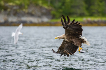 The White-tailed Eagle, Haliaeetus albicilla just has caught a fish from water, colorful environment of wildness. Also known as the Ern, Erne, Gray Eagle. Norway. Nice summer background...