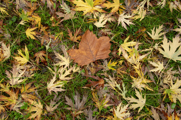 autunno, foglia secca tra foglie gialle