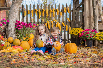 Autumn gathering apples on the farm. Children collect fruit in the basket. Outdoor fun for kids.
