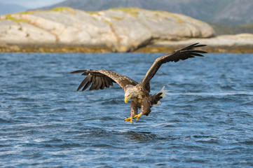 The White-tailed Eagle, Haliaeetus albicilla just has caught a fish from water, colorful environment of wildness. Also known as the Ern, Erne, Gray Eagle. Norway. Nice summer background...