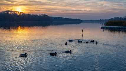 Ducks on a lake during autumn sunset