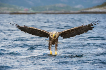The White-tailed Eagle, Haliaeetus albicilla just has caught a fish from water, colorful...