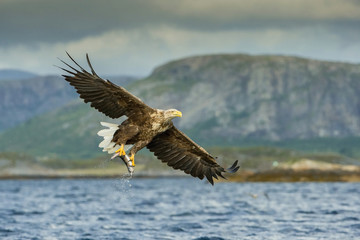 The White-tailed Eagle, Haliaeetus albicilla just has caught a fish from water, colorful environment of wildness. Also known as the Ern, Erne, Gray Eagle. Norway. Nice summer background...