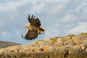 The White-tailed Eagle, Haliaeetus albicilla just has caught a fish from water, colorful environment of wildness. Also known as the Ern, Erne, Gray Eagle. Norway. Nice summer background...