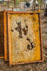 Culled old brood frame from honey bee hive with wax moth tunnels and webbing.