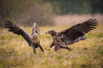 The White-tailed Eagles, Haliaeetus albicilla are fighting in autumn color environment of wildlife. Also known as the Ern, Erne, Gray Eagle, Eurasian Sea Eagle. They threaten with its claws. ..