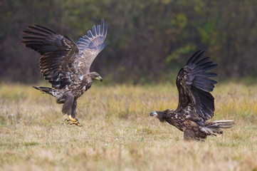 The White-tailed Eagles, Haliaeetus albicilla are fighting in autumn color environment of wildlife. Also known as the Ern, Erne, Gray Eagle, Eurasian Sea Eagle. They threaten with its claws. ..