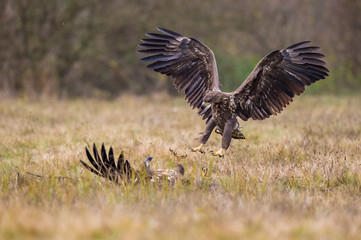 The White-tailed Eagles, Haliaeetus albicilla are fighting in autumn color environment of wildlife. Also known as the Ern, Erne, Gray Eagle, Eurasian Sea Eagle. They threaten with its claws. ..