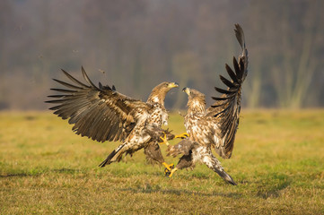 The White-tailed Eagles, Haliaeetus albicilla are fighting in autumn color environment of wildlife. Also known as the Ern, Erne, Gray Eagle, Eurasian Sea Eagle. They threaten with its claws. ..