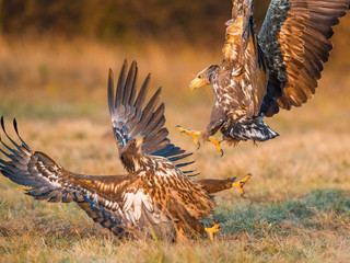 The White-tailed Eagles, Haliaeetus albicilla are fighting in autumn color environment of wildlife. Also known as the Ern, Erne, Gray Eagle, Eurasian Sea Eagle. They threaten with its claws. ..