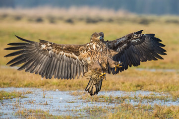 The White-tailed Eagles, Haliaeetus albicilla are fighting in autumn color environment of wildlife....
