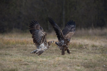 The White-tailed Eagles, Haliaeetus albicilla are fighting in autumn color environment of wildlife. Also known as the Ern, Erne, Gray Eagle, Eurasian Sea Eagle. They threaten with its claws. ..