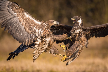 The White-tailed Eagles, Haliaeetus albicilla are fighting in autumn color environment of wildlife. Also known as the Ern, Erne, Gray Eagle, Eurasian Sea Eagle. They threaten with its claws. ..