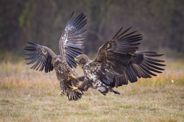 The White-tailed Eagles, Haliaeetus albicilla are fighting in autumn color environment of wildlife. Also known as the Ern, Erne, Gray Eagle, Eurasian Sea Eagle. They threaten with its claws. ..