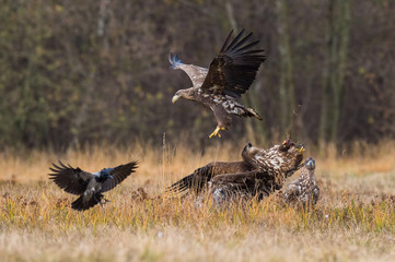 The White-tailed Eagles, Haliaeetus albicilla are fighting in autumn color environment of wildlife....