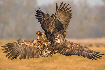The White-tailed Eagles, Haliaeetus albicilla are fighting in autumn color environment of wildlife. Also known as the Ern, Erne, Gray Eagle, Eurasian Sea Eagle. They threaten with its claws. ..